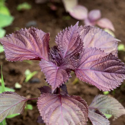 Vista 3 de 1500 Seeds - Semillas de perilla vietnamita (Perilla Frutescens) Shiso Tía Tô Seeds - Semillas de albahaca vietnamita silvestre o menta morada
