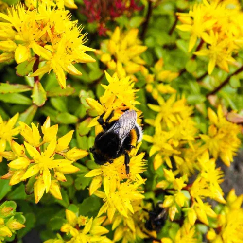 Vista 7 de Outsidepride Hybridum Sedum Seeds - 1000 semillas perennes de cobertura del suelo para plantar, plantas suculentas resistentes al frío y tolerantes