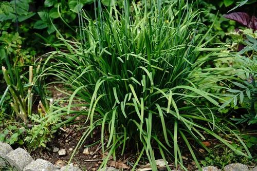 Vista 6 de Semillas de cebollino de ajo orgánico (Allium tubersum) 2000 semillas (0.35 oz) - Ajo oriental, cebollino asiático, cebollino chino, semillas