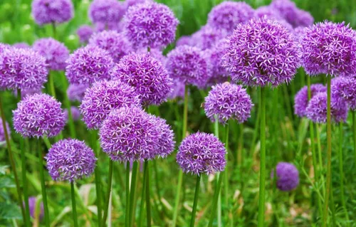 Vista 7 de Más de 400 Semillas de Cebolleta de Ajo Cebolleta - Verde Vegetal