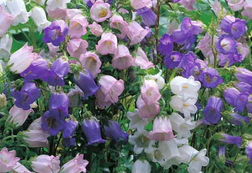 Vista 5 de Canterbury Bells Campanula - Jardín de flores de campanillas medianas alrededor de 100 semillas para plantar