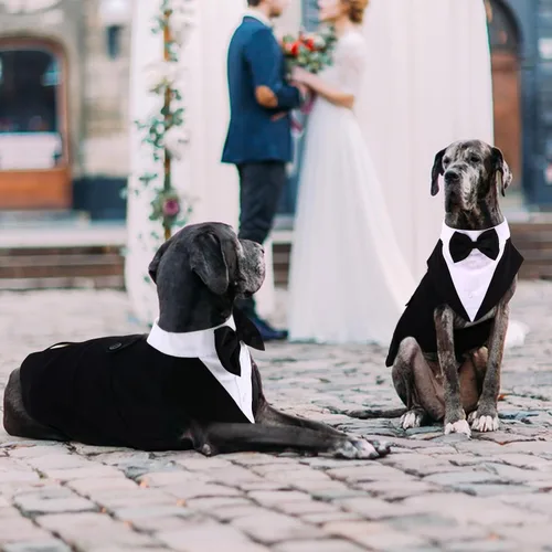 Vista 2 de QBLEEV Esmoquin para perros pequeños, conjunto de traje y bandana, traje de boda con corbatín, disfraz formal de esmoquin para Halloween, Navidad