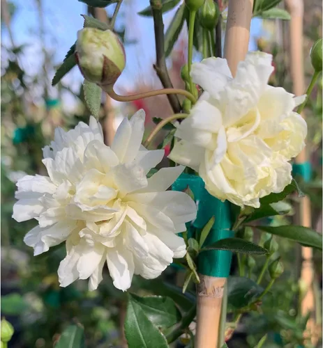 Vista 2 de White Lady Banks Rose - Planta de rosas trepadoras vivas, flores blancas sin espinas, vid perenne resistente para vallas, cenadores y enrejados