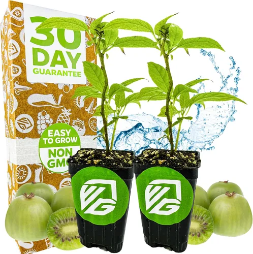 Vista 11 de Wellspring Gardens - Planta viva Issai Kiwi Vine (paquete de 1)