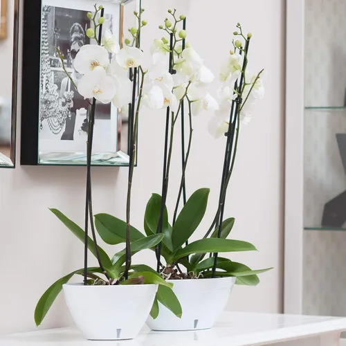 Vista 5 de DECOPOTS Maceta de forma ovalada para plantas, maceta de jade con riego automático, maceta de interior, macetas de plástico con drenaje para todas