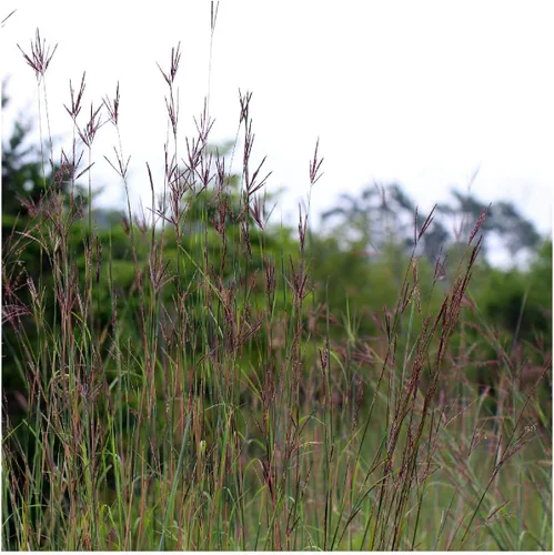 Vista 4 de Everwilde Farms - Semillas de hierba nativa Big Bluestem de 1 onza - Gold Vault