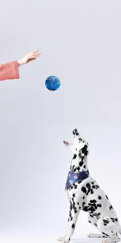 Vista 8 de Bolas para Perros, Bola de Juguete Indestructible para Perros Masticadores Agresivos, Bola Interactiva Duradera de Alta Elasticidad para Entrenar
