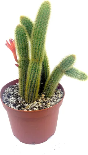 Vista 5 de Cactus de cola de mono de 4 pulgadas (Cleistocactus Colademonis) - Fácil de cultivar en interiores/exteriores, luz solar indirecta. Suelo bien