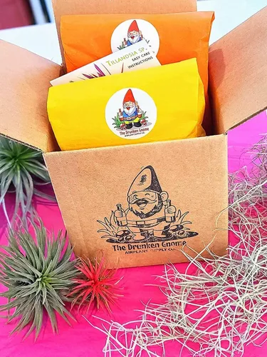 Vista 6 de Plantas de aire vivo – Grupo colgante de fuego Ionantha – Planta de aire de 2 a 3 pulgadas con 3 – 5 plantas – Color y forma varían según