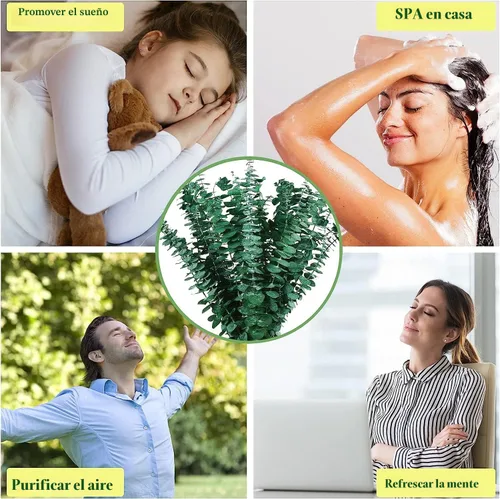 Vista 5 de 10 tallos de eucalipto secos para ducha de 17 pulgadas, tallos de eucalipto colgantes naturales reales, ramas de hojas frescas reales para relleno