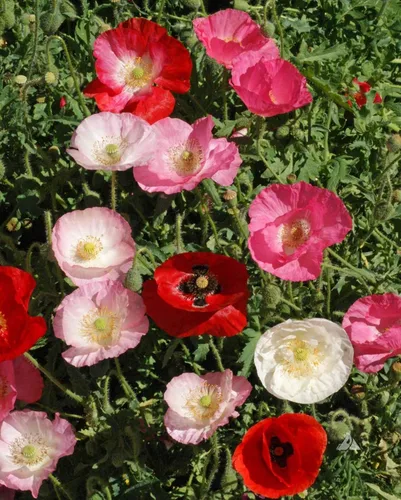 Vista 6 de 1000 Semillas Oriental Amapola Papaver Mezcla Flores Perennes Sin OGM