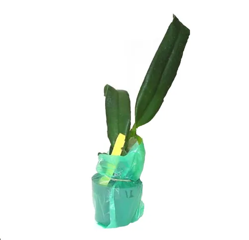 Vista 2 de Cattleya Orchid Hawaiian Starter Plant 5-8 pulgadas