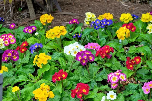 Vista 4 de 50 semillas mixtas de flores de planta de interior con sombra de prímula vulgaris