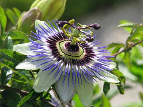 Vista 2 de Semillas Flores Pasiflora Púrpura Perenne Exótico - 3 Semillas