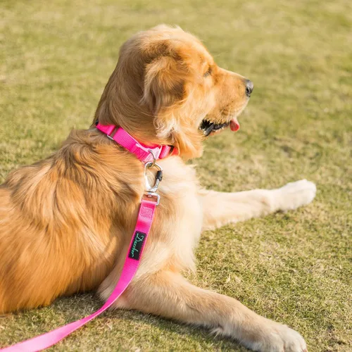 Vista 2 de Martingale collares para perros, ajustable, durable, color sólido, de nylon, Collar para perro grande, mediano y pequeño, por Dazzber, Rosado