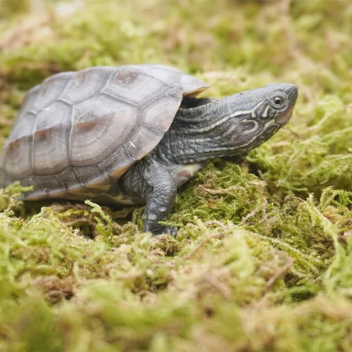 Vista 3 de Musgo de reptil natural puro de 3.5 onzas para la humedad, ideal para serpientes, tortugas y otros reptiles, bueno para terrarios para reptiles