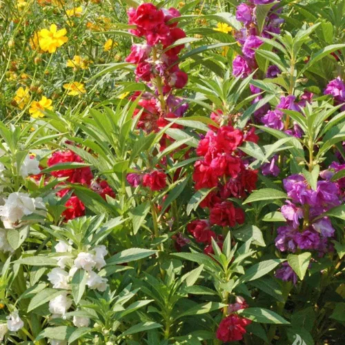 Vista 2 de Garden Balsam Mix Impatiens Semillas de Balsamina para Plantar Mezcla Aproximadamente 50 Semillas