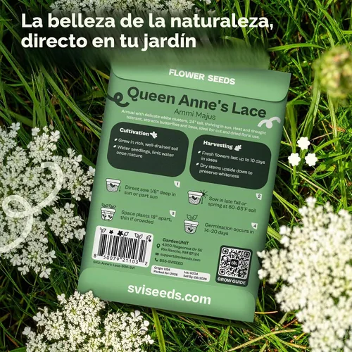 Vista 2 de Queen Anne 's Lace- 200 semillas – 50% de descuento venta