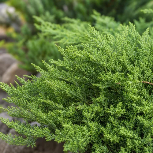 Vista 3 de Juniper Nicks Compacta - Planta de tamaño de 1 galón vivo - Juniperus Chinensis - Cubierta vegetal de hoja perenne resistente a la sequía resistente