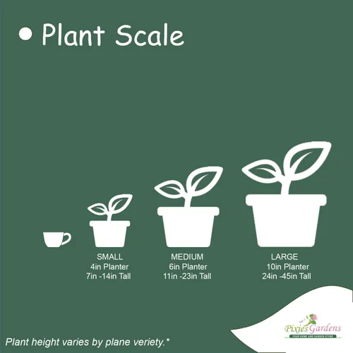 Vista 6 de Pixies Gardens Mutsu - Planta de fruta viva de manzano para plantar, fruta crujiente y jugosa con un toque atractivo de acidez