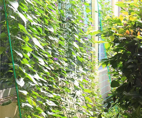 Vista 7 de Red de enrejado para plantas de jardín, soporte de plantas de alta resistencia, red de enrejado de vid y vegetal, red de trepadora, red de cultivo