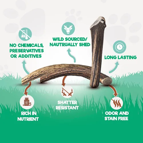 Vista 2 de Jack & Pup - Cuernos de alce para perros, cuernos naturales XL de 7 a 8 pulgadas para masticadores agresivos, masticables de larga duración, apoya