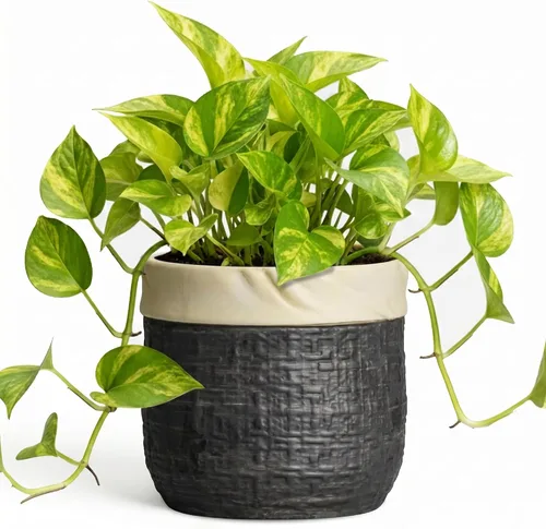 Vista 29 de Macetas de cerámica para plantas, maceta de 6 pulgadas para plantas suculentas de interior, macetas redondas con orificio de drenaje, macetas Azul