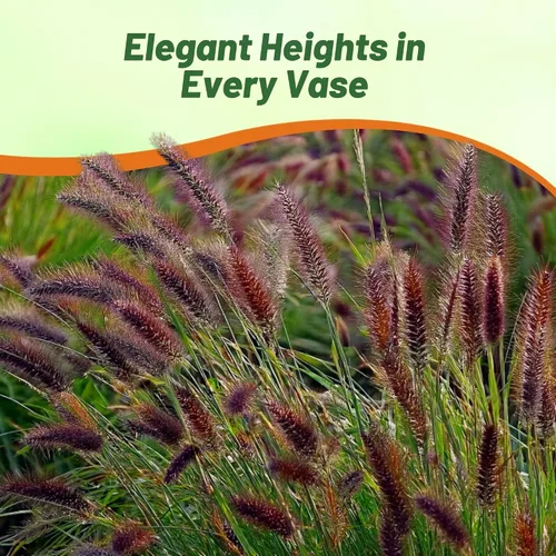 Vista 6 de Outsidepride - 25 semillas de la hierba ornamental perenne Pennisetum thunbergii (Red Buttons) para sembrar