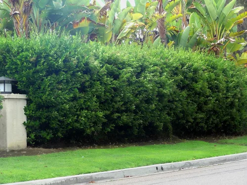 Vista 2 de Ligustrum Waxleaf Privet - 30 plantas vivas - Arbusto de seto de privacidad de hoja perenne