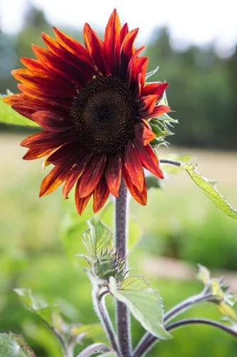 Vista 4 de Semillas Moulin Rouge Girasol Ornamental Rojo Flores Anuales
