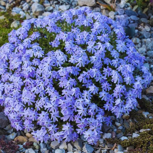 Vista 6 de Blue Phlox - Planta viva, Phlox perenne rastrera, Phlox rastrero de lavanda azul-púrpura, planta de inicio de 1 a 3 inc. y bien enraizada