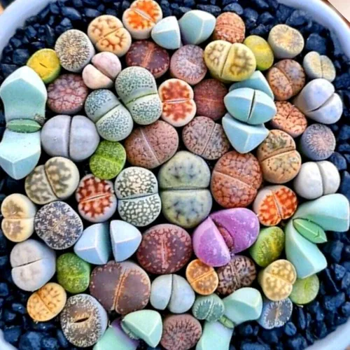 Vista 2 de Lithops - 10 plantas vivas de Lithops, plantas suculentas vivas, piedras vivas, plantas suculentas grandes, a granel