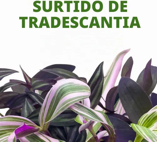 Vista 2 de Surtido de Wandering Due, variedad Tradescantia, 2 pulgadas, juego de 3 pequeñas mini plantas Pixie