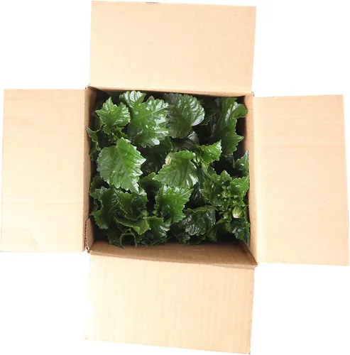 Vista 9 de Costa Farms Plantas tropicales de hibisco prémium para exteriores, maceta de cultivo de 3 cuartos de galón, 16 pulgadas de alto, flores naranjas