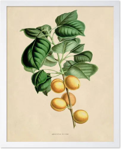 Vista 27 de Poster Master Póster Vintage de Titmouse Canadiense - Impresión Retro de Aves de América - Arte de Aves - Regalo para Hombres, Mujeres y Amantes