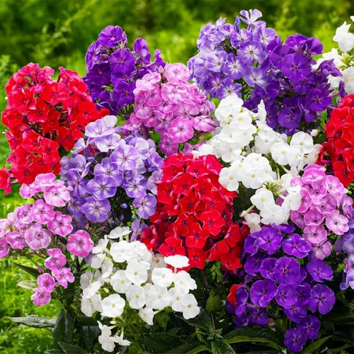 Vista 4 de Paquete de 1000 semillas de Phlox para plantar colores mixtos, cubierta de suelo rastrero Popstars Phlox - Semilla anual de flores para el hogar