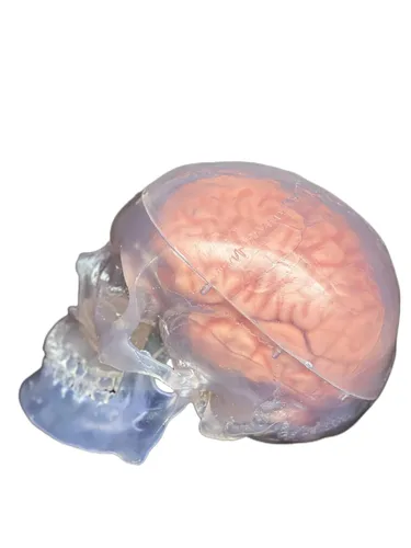 Vista 5 de Medical Anatomical Human Classic Modelo de calavera transparente 3 piezas con modelo cerebral de 8 partes, tamaño real