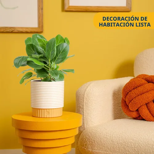 Vista 2 de Costa Farms Ficus Audrey, planta viva de interior de 1 a 2 pies de altura en maceta minimalista de 6 pulgadas, fácil de cultivar, purifica el aire