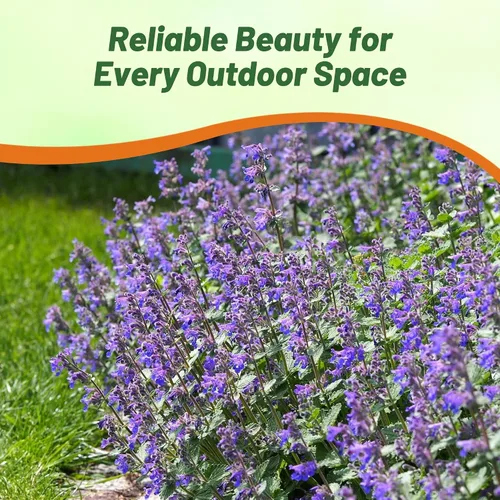 Vista 6 de Outsidepride Nepeta Mussinii - Semillas de hierba gatera – 1000 semillas perennes, tolerantes al calor y la sequía para plantar flores azules
