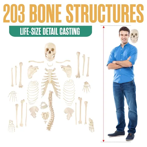 Vista 2 de Houseables Esqueleto humano desarticulado, modelo de esqueleto humano para anatomía, modelo de anatomía, anatómicamente correcto, huesos