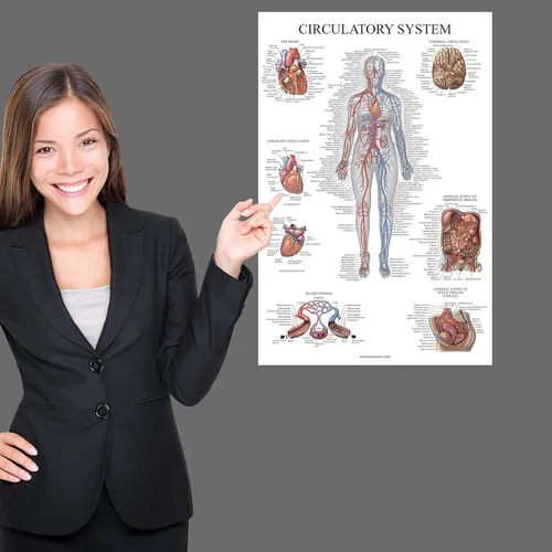 Vista 4 de Juego de 16 carteles anatómicos - Laminado - sistema muscular, sistema esquelético, sistema digestivo, sistema respiratorio, sistema circulatorio