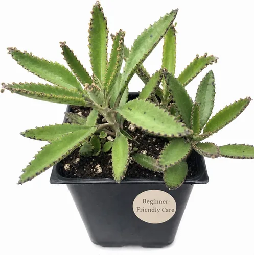 Vista 10 de Smoke Camp Crafts - Orgánico - Trío de Plantas Araña