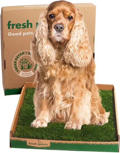 Vista 10 de Fresh Patch Mini parche de césped real para perros, gatos y mascotas pequeñas de menos de 8 libras, almohadillas desechables para orinar