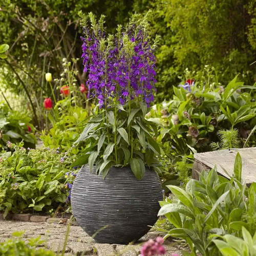 Vista 7 de Eden Brothers Lobelia Seeds - Alfombra Azul