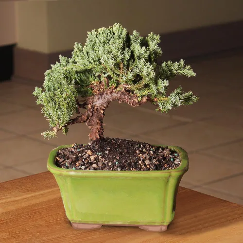 Vista 4 de Brussel's Bonsai - Árbol bonsái vivo de enebro pequeño
