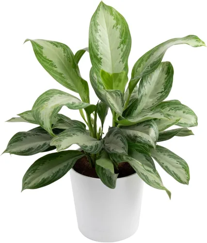Vista 16 de Costa Farms Perenne China Roja Planta Viva de Interior, Planta de Casa de Fácil Cuidado en Maceta Decorativa Moderna, Excelente Regalo