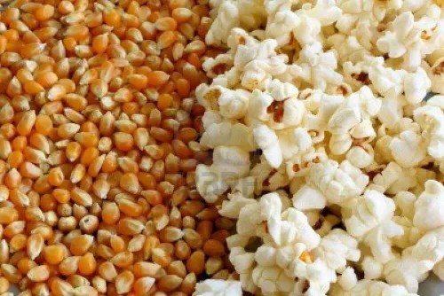 Vista 5 de Granos de palomitas de maíz orgánicos sin reventar, sin OMG, veganos crudos a granel (2 libras)