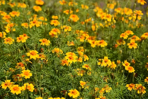 Vista 4 de 300 semillas de hierba de flor de Lucida de Tagetes de estragón español de caléndula de menta mexicana