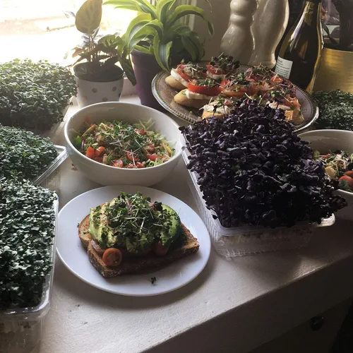 Vista 5 de Kit de microverduras de interior con riego automático - Kit de cultivo de microverdes hidropónicos para semillas de vegetales y semillas de hierbas