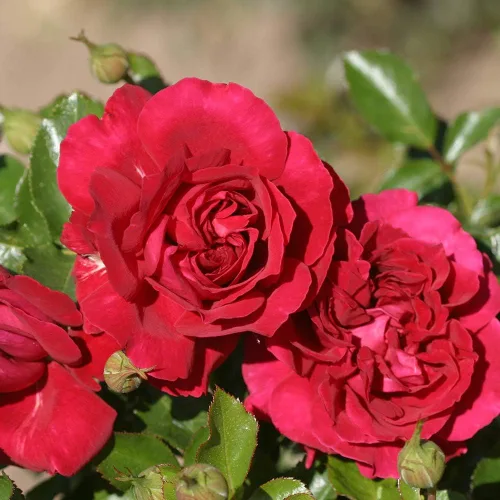 Vista 3 de Heirloom Roses Red Rose Bush - Planta de rosas de leyenda inglesa viva Courageous™ para plantar al aire libre